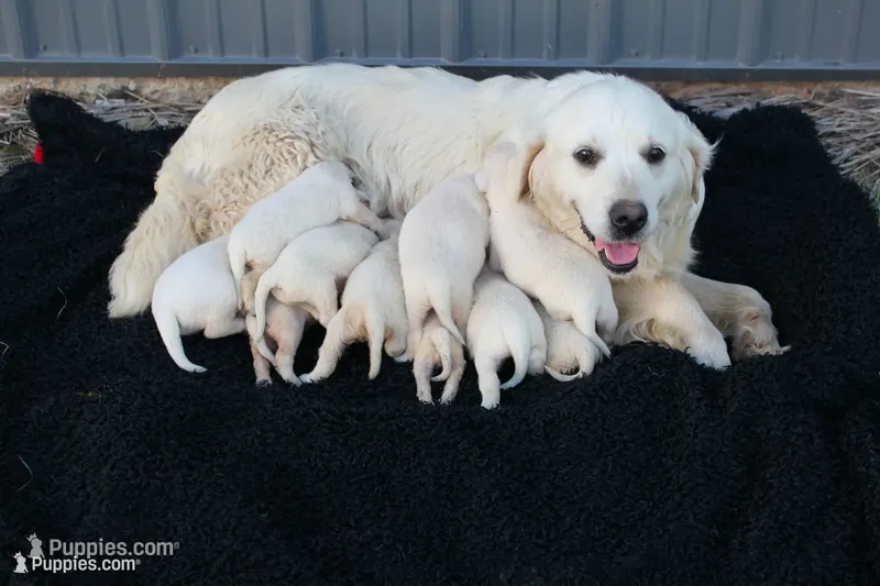 english cream golden – English Cream Golden Retriever puppy for sale in Brookville, OH