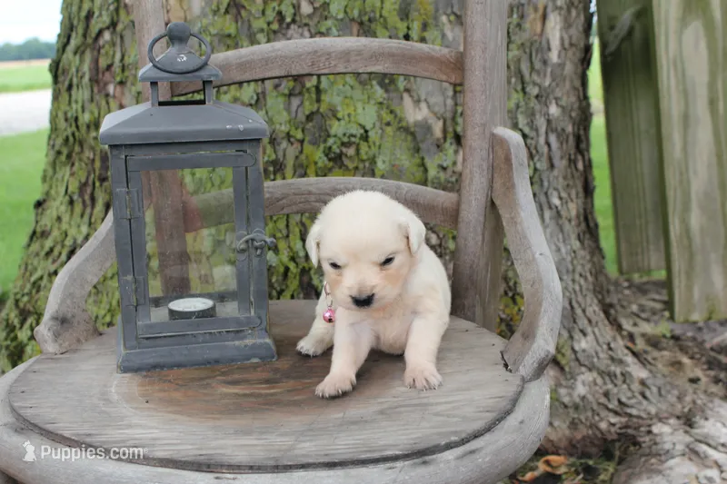 Light Pink female – English Cream Golden Retriever puppy for sale in Brookville, OH