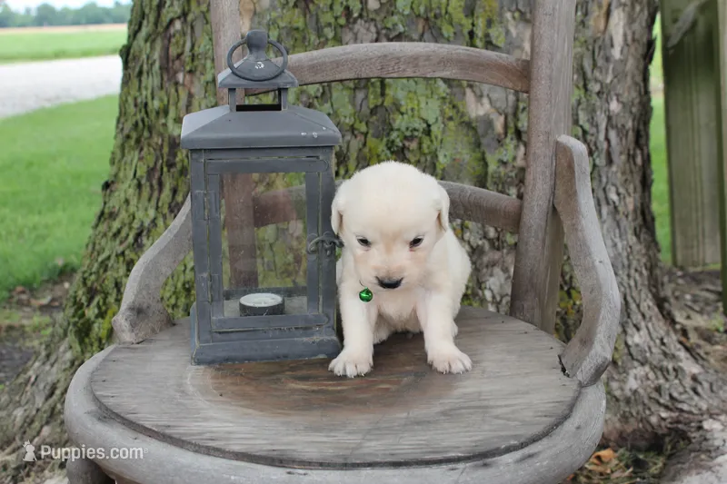 Light Green male – English Cream Golden Retriever puppy for sale in Brookville, OH