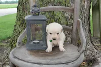 Light Green male, a male English Cream Golden Retriever for sale in Brookville, OH – 4 of 8
