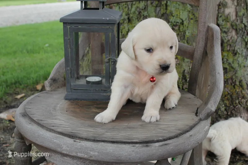 Red male – English Cream Golden Retriever puppy for sale in Brookville, OH