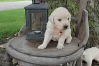 Red male, a male English Cream Golden Retriever for sale in Brookville, OH – 3 of 7