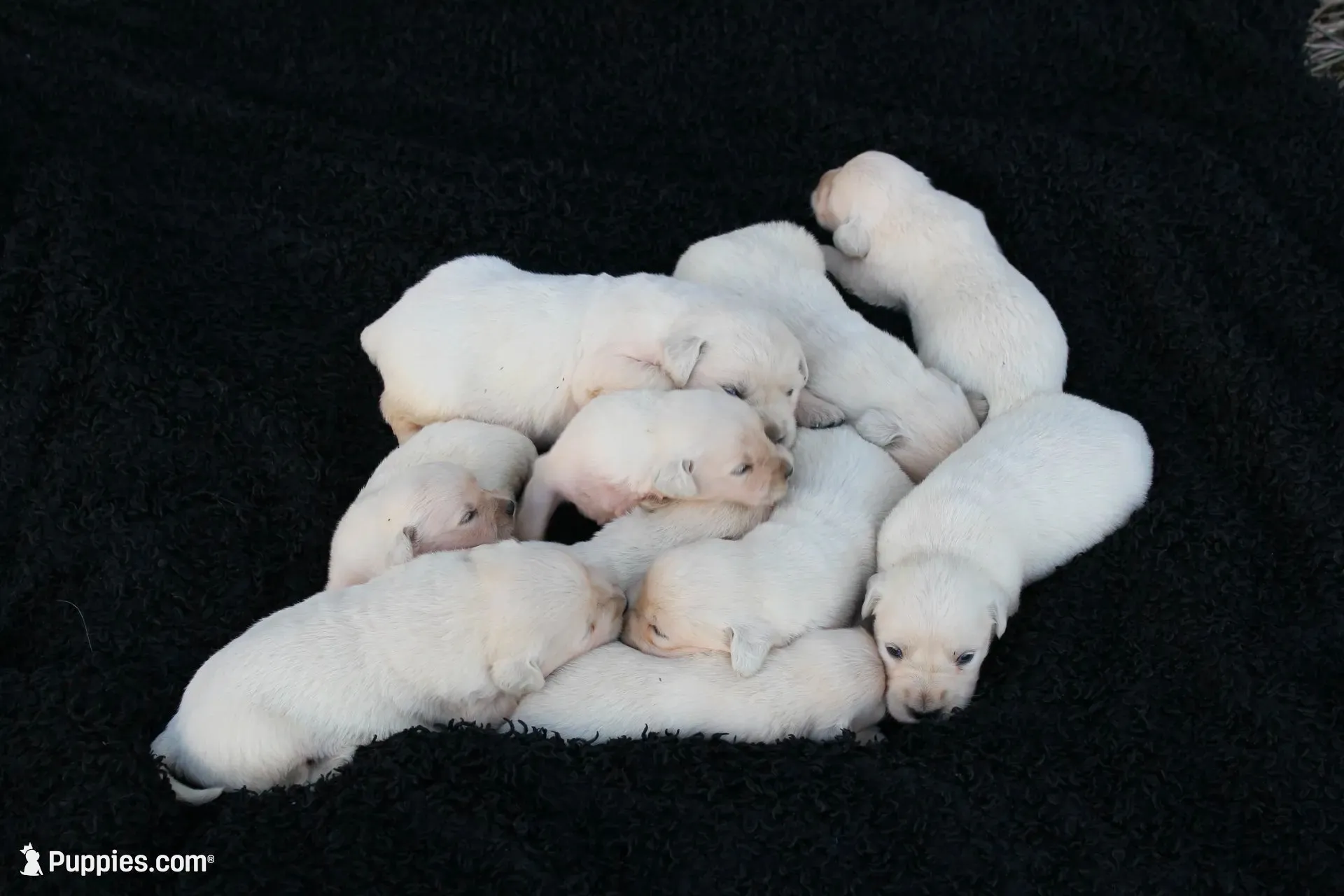 english cream golden, a female English Cream Golden Retriever for sale in Brookville, OH – 2 of 8