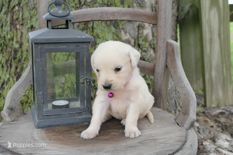 Dark Pink female – English Cream Golden Retriever puppy for sale in Brookville, OH