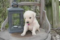 Dark Pink female, a female English Cream Golden Retriever for sale in Brookville, OH – 1 of 5