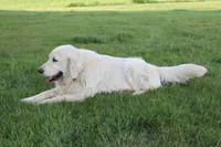 Red male, a male English Cream Golden Retriever for sale in Brookville, OH – 7 of 7
