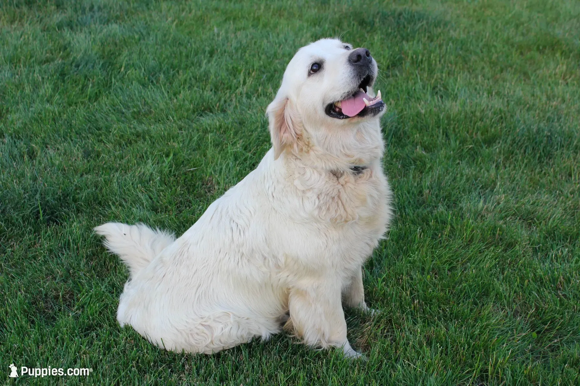 english cream golden, a female English Cream Golden Retriever for sale in Brookville, OH – 7 of 8