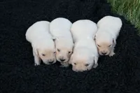 english cream golden, a female English Cream Golden Retriever for sale in Brookville, OH – 4 of 8