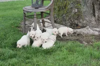 Red male, a male English Cream Golden Retriever for sale in Brookville, OH – 5 of 7