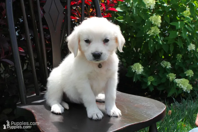 Light Pink female – English Cream Golden Retriever puppy for sale in Brookville, OH