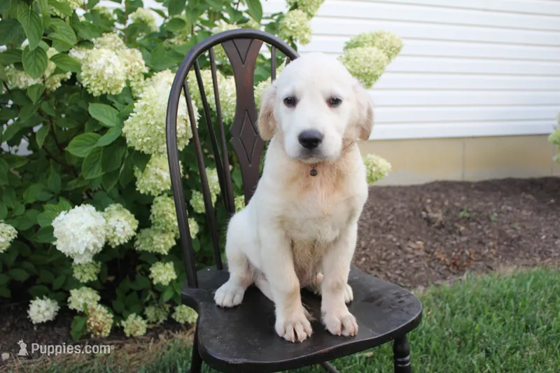 Red male – English Cream Golden Retriever puppy for sale in Brookville, OH