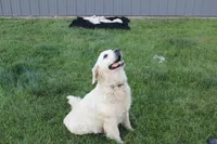 english cream golden, a female English Cream Golden Retriever for sale in Brookville, OH – 6 of 8