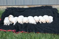 english cream golden, a female English Cream Golden Retriever for sale in Brookville, OH – 5 of 8
