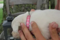 Dark Pink female, a female English Cream Golden Retriever for sale in Brookville, OH – 2 of 5
