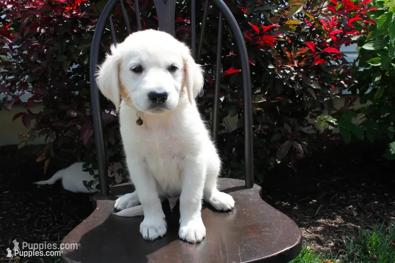 Dark Green male – English Cream Golden Retriever puppy for sale in Brookville, OH