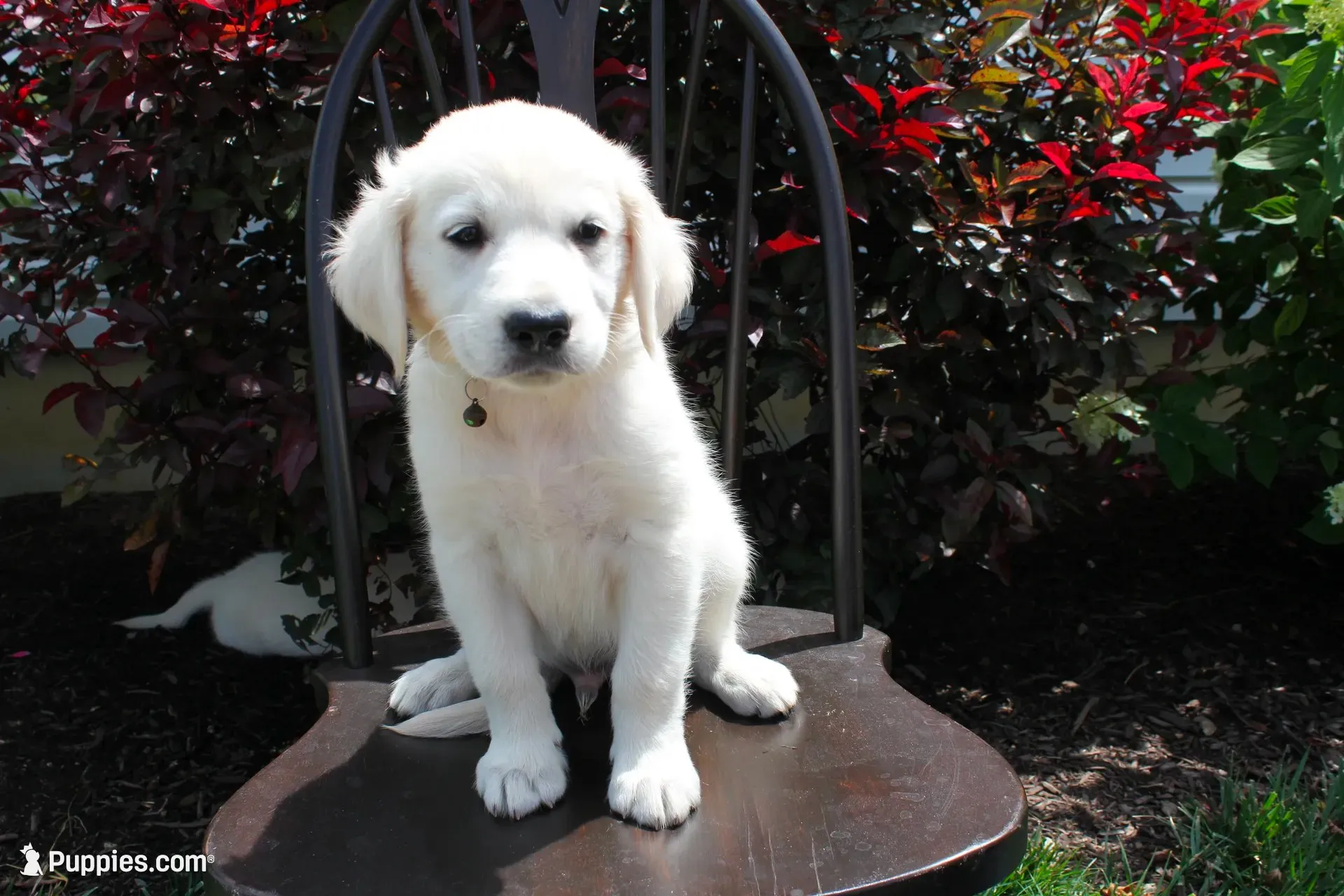 Dark Green male, a male English Cream Golden Retriever for sale in Brookville, OH – 1 of 8