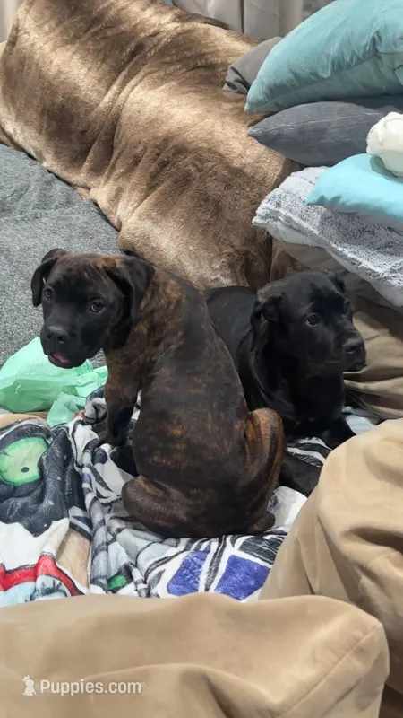 Bruno – Cane Corso puppy for sale in Dunmore, PA