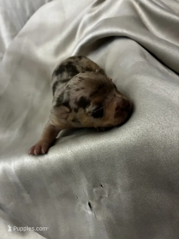 Coco  – Chihuahua puppy for sale in Scranton, PA