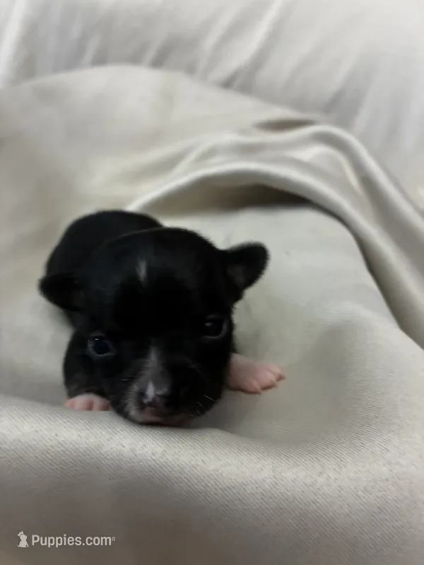 Onyx – Chihuahua puppy for sale in Scranton, PA