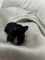 Onyx, a male Chihuahua for sale in Scranton, PA – 1 of 3