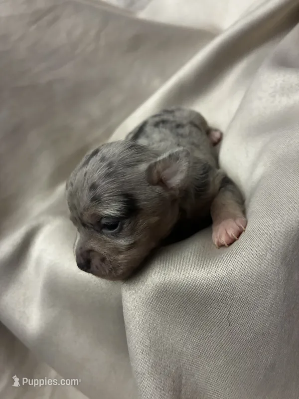Opal  – Chihuahua puppy for sale in Scranton, PA