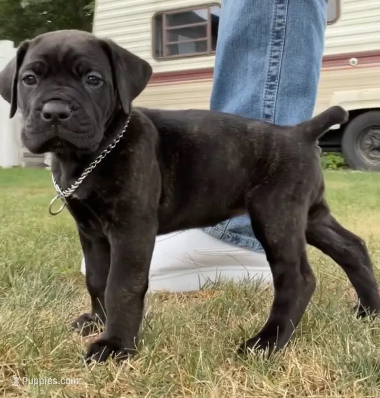 Stella – Cane Corso puppy for sale in Dunmore, PA