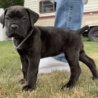 Stella, a female Cane Corso for sale in Dunmore, PA – 1 of 1