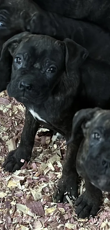 Bruno – Cane Corso puppy for sale in Dunmore, PA