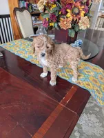 processed/82c0af90-49dd-4bbc-8c67-49e921b97735/listing/7d5f44f8-3e93-4777-8cea-6a87cec20a0b/0c401fbc-5c05-4c3f-b166-9e893743da53