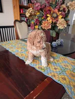 processed/82c0af90-49dd-4bbc-8c67-49e921b97735/listing/9593e2d9-b3c9-4eff-ae7a-e2591a8d8d8a/c14c81f8-e16f-4bfe-903a-da6396a9e992