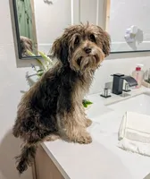 Bruno, a male Bichon Frise and Yorkshire Terrier for sale in Amarillo, TX – 2 of 4