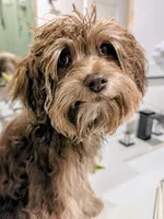 Bruno, a male Bichon Frise and Yorkshire Terrier for sale in Amarillo, TX – 3 of 4