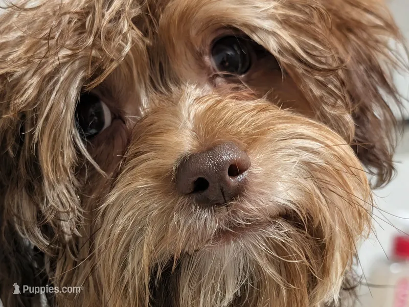 Bruno, a male Bichon Frise and Yorkshire Terrier for sale in Amarillo, TX – 1 of 4