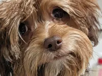 Bruno, a male Bichon Frise and Yorkshire Terrier for sale in Amarillo, TX – 1 of 4
