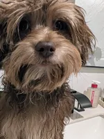 Bruno, a male Bichon Frise and Yorkshire Terrier for sale in Amarillo, TX – 4 of 4