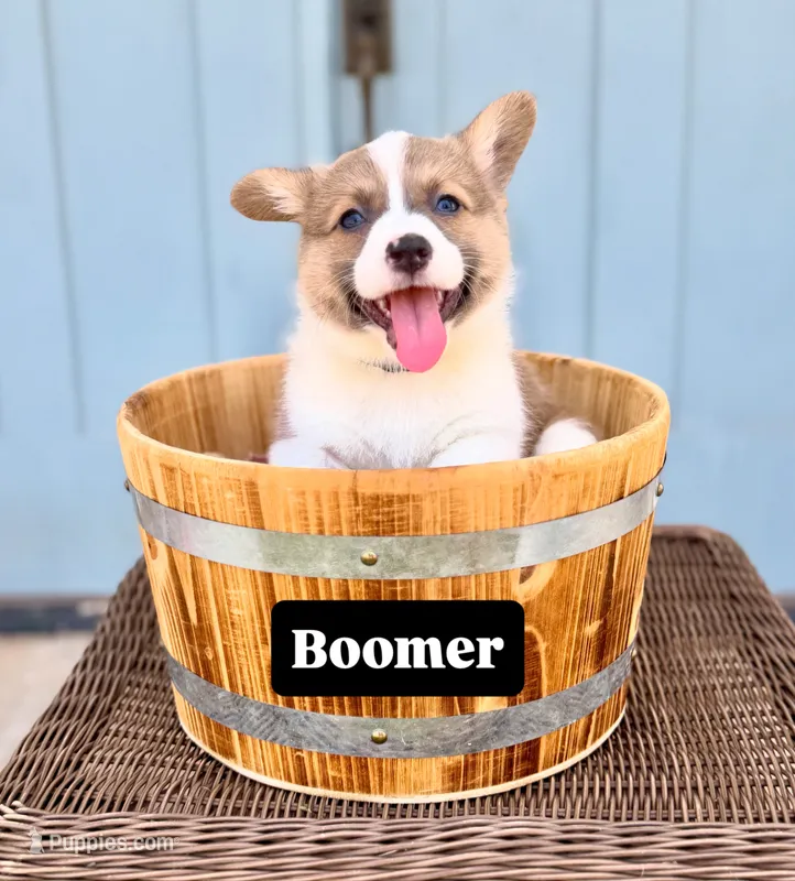 Boomer – Pembroke Welsh Corgi puppy for sale in Norman, OK