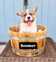 Boomer, a male Pembroke Welsh Corgi for sale in Norman, OK – 1 of 1