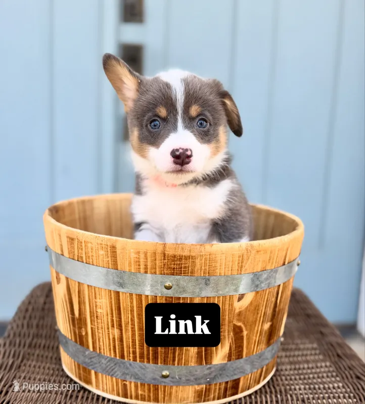 Link – Pembroke Welsh Corgi puppy for sale in Norman, OK