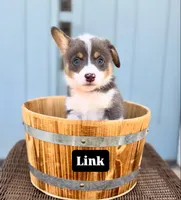 Link, a male Pembroke Welsh Corgi for sale in Norman, OK – 1 of 1