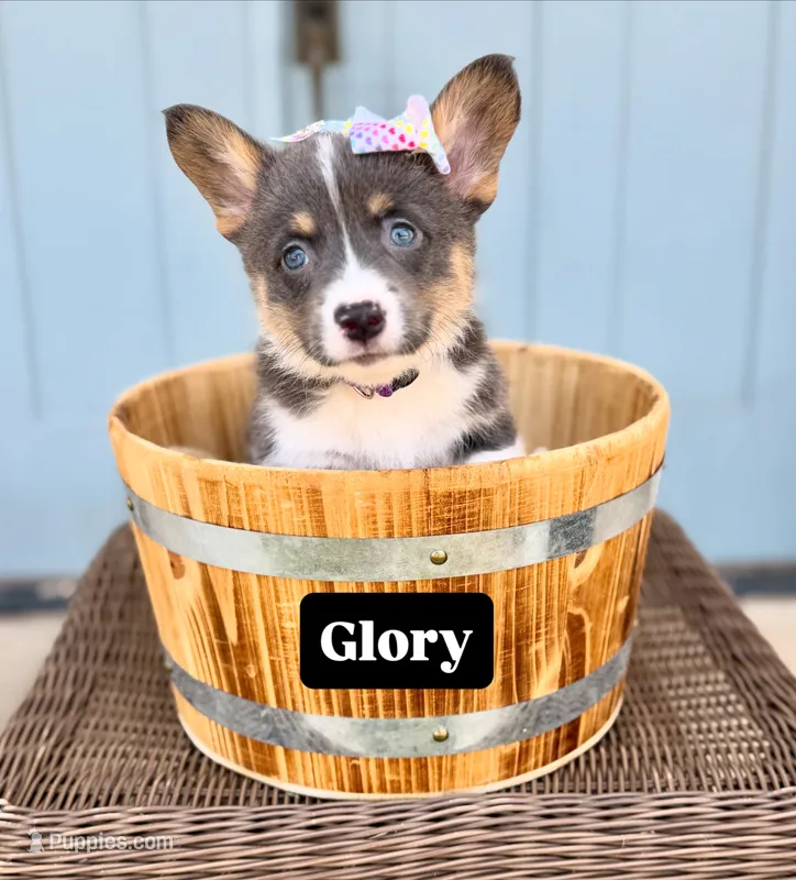 Glory – Pembroke Welsh Corgi puppy for sale in Norman, OK