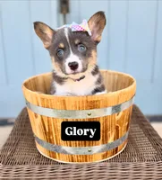 Glory, a female Pembroke Welsh Corgi for sale in Norman, OK – 1 of 1