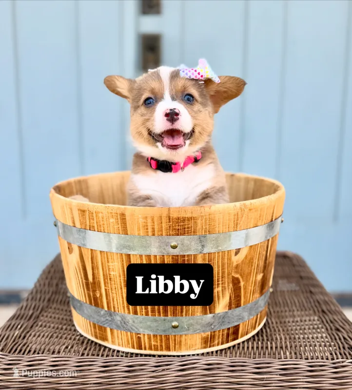 Libby – Pembroke Welsh Corgi puppy for sale in Norman, OK