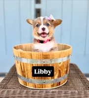 Libby, a female Pembroke Welsh Corgi for sale in Norman, OK – 1 of 1