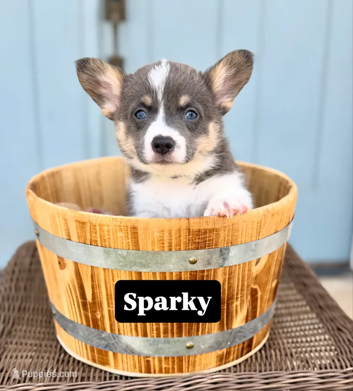 Sparky – Pembroke Welsh Corgi puppy for sale in Norman, OK