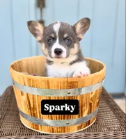 Sparky, a male Pembroke Welsh Corgi for sale in Norman, OK – 1 of 1