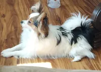 TULSI, a female Papillon for sale in Hooper, UT – 3 of 5