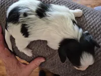 TULSI, a female Papillon for sale in Hooper, UT – 3 of 7