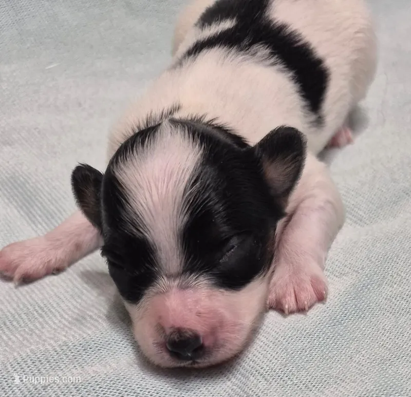 TILLY – Papillon puppy for sale in Hooper, UT