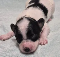 TILLY, a female Papillon for sale in Hooper, UT – 1 of 3