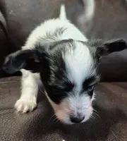 TILLY, a female Papillon for sale in Hooper, UT – 4 of 6